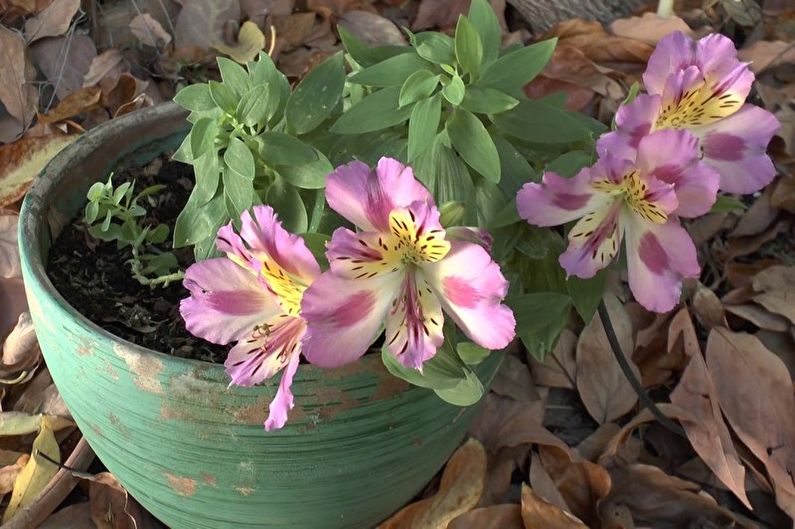 How to transplant alstroemeria