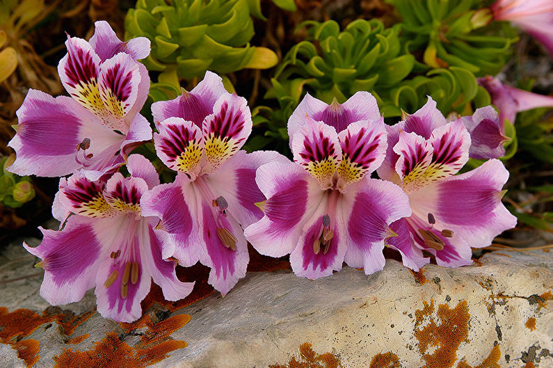 Alstroemeria seed propagation