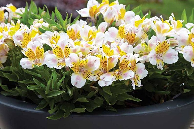 Alstroemeria seed propagation