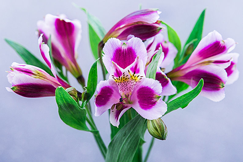 Alstroemeria - photo