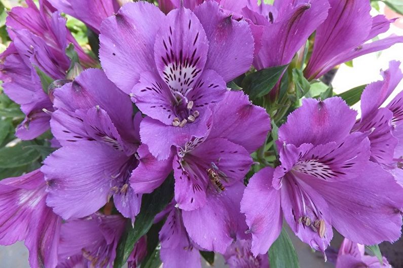 Alstroemeria - photo