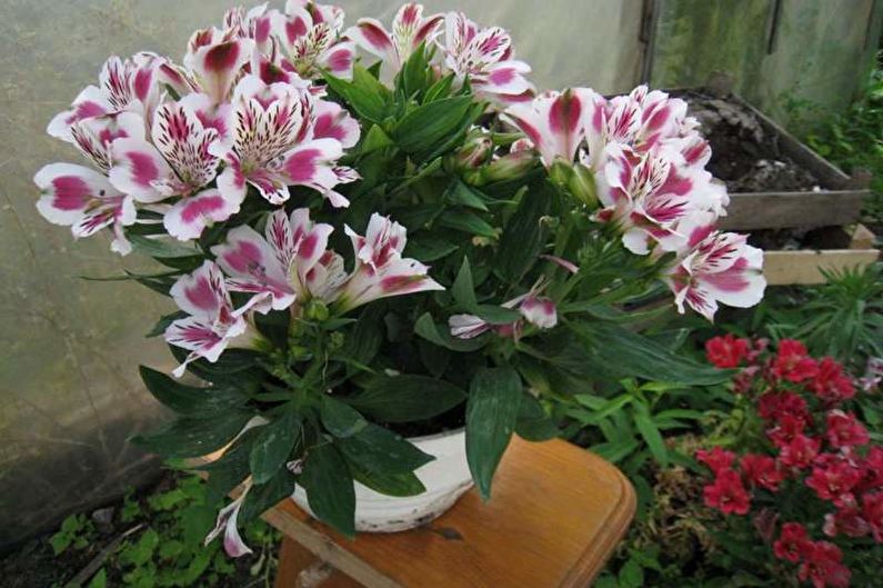 Alstroemeria - photo