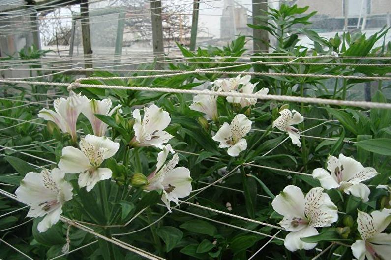 Alstroemeria - photo