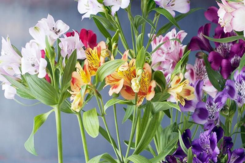 Alstroemeria - photo