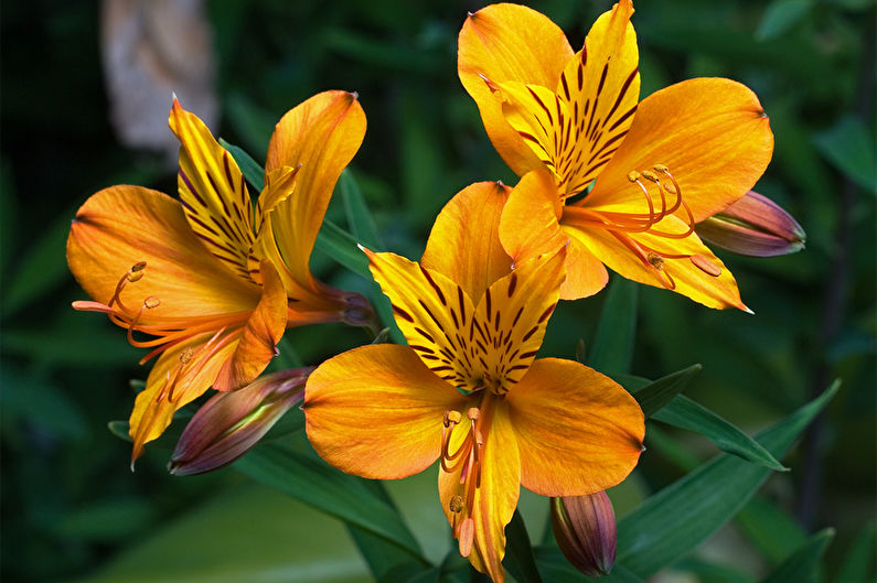 Alstroemeria - photo