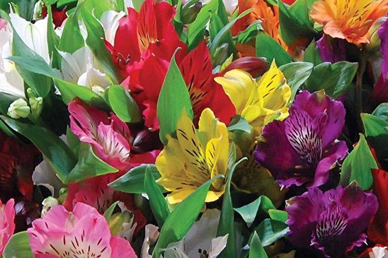 Alstroemeria - photo