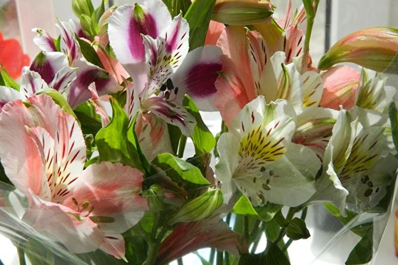 Alstroemeria - photo