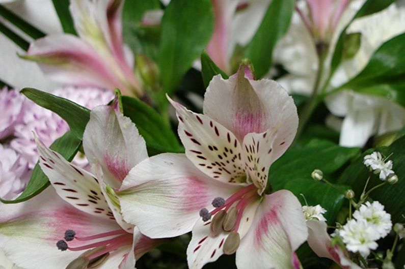 Alstroemeria - photo