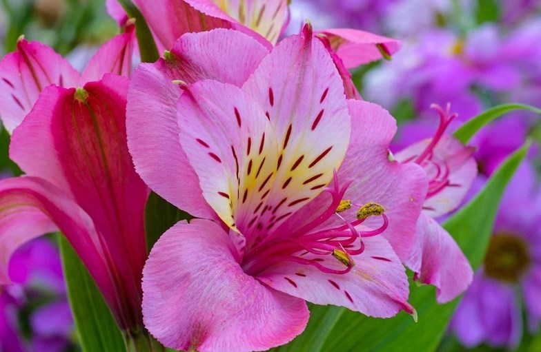 Alstroemeria - photo