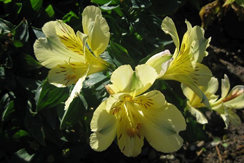 Alstroemeria - photo