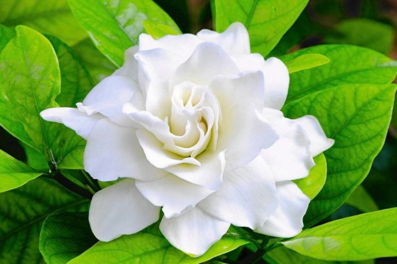 Gardenia - Lighting