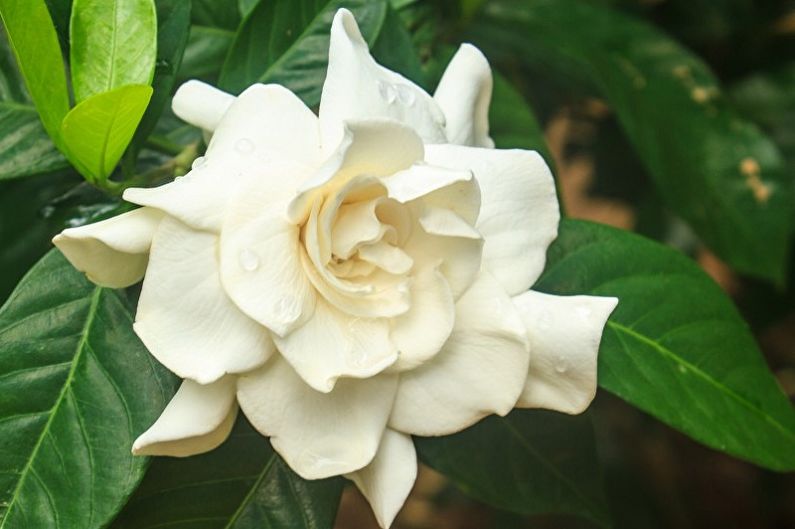Gardenia - Temperature