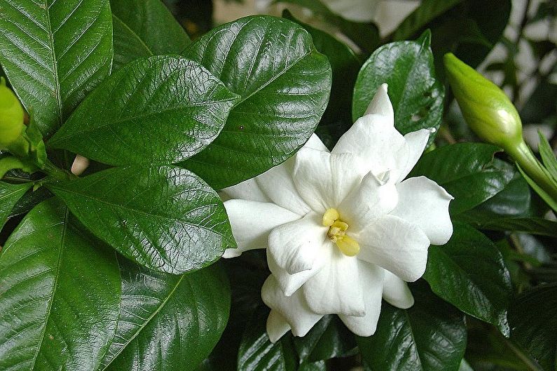 Gardenia - Temperature