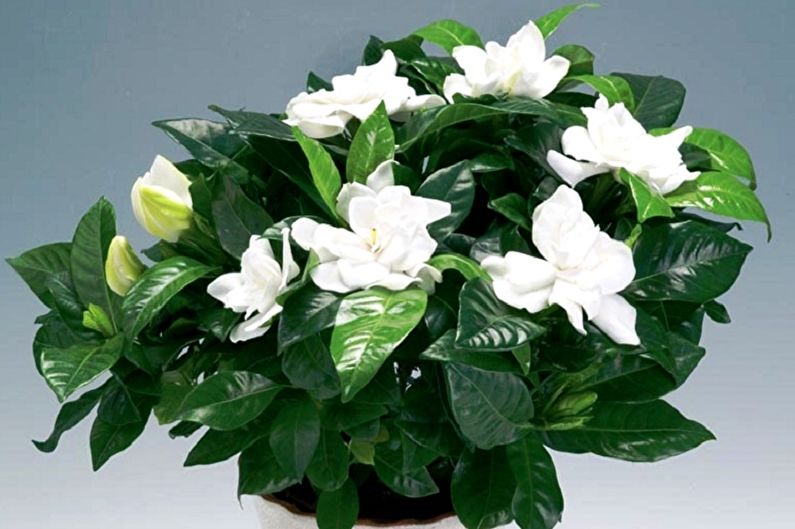 Gardenia - Humidity