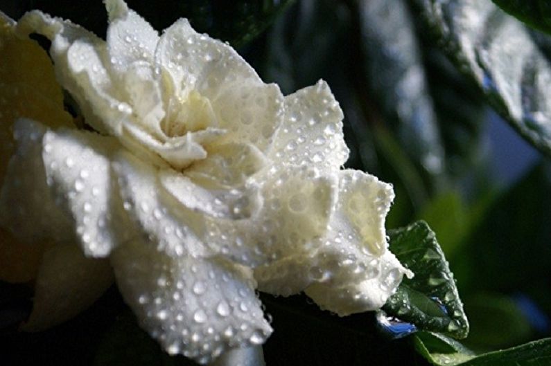 Gardenia - Humidity