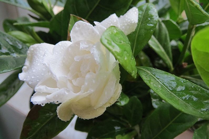 Gardenia - Watering