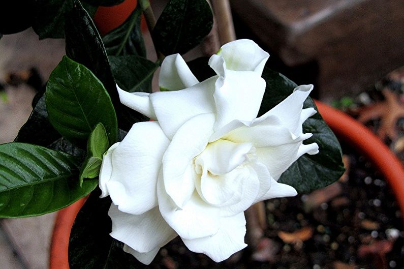 Gardenia - Fertilizer and dressing