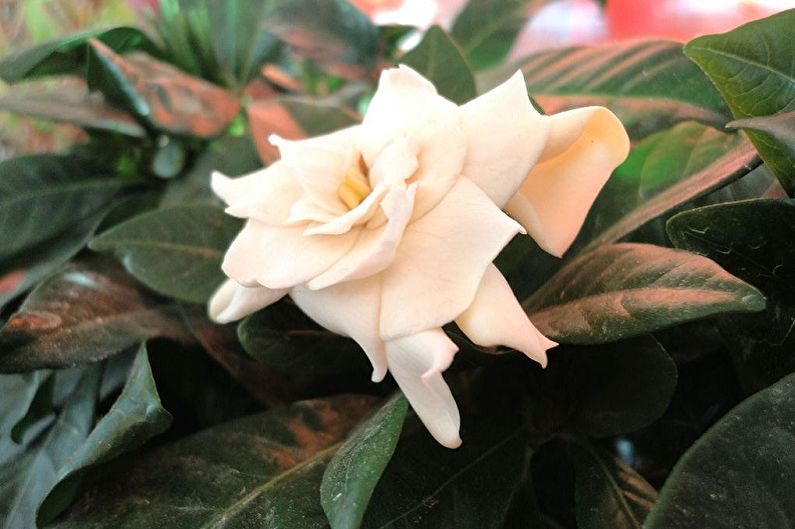Gardenia - Pests and Diseases