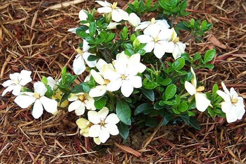 Gardenia - Outdoor Transplant