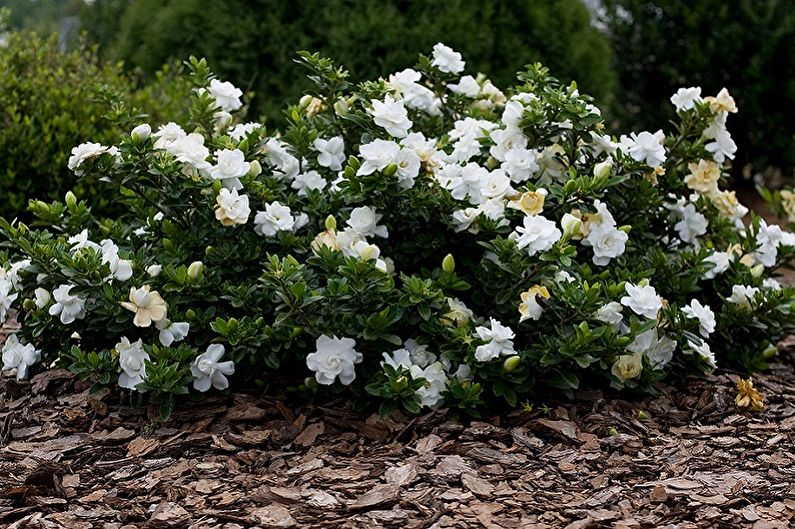 Gardenia - Outdoor Transplant