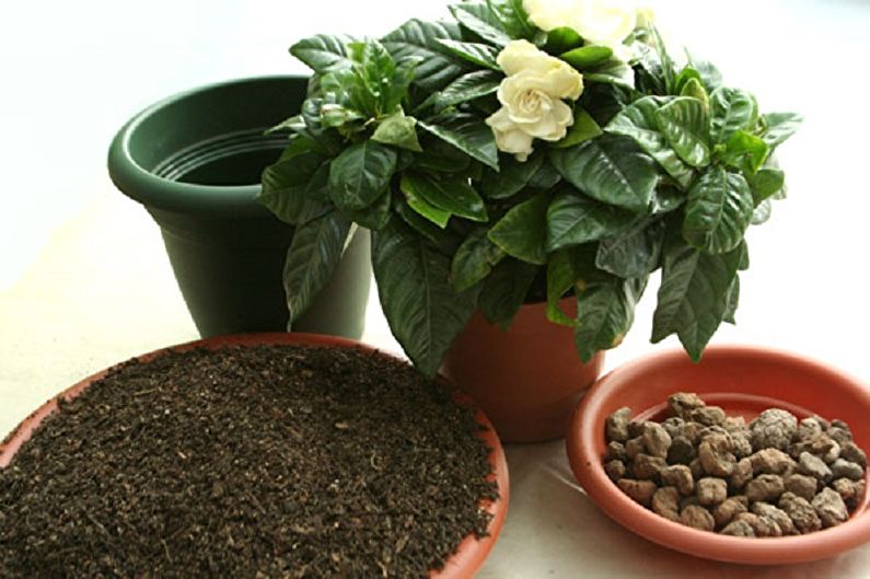 Gardenia - Transplanting into a Pot