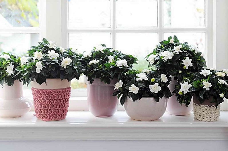 Gardenia - Transplanting into a Pot