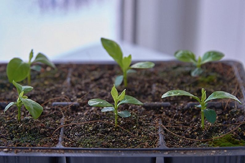 Gardenia propagation by seeds