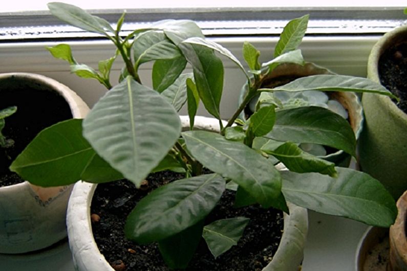 Gardenia propagation by cuttings