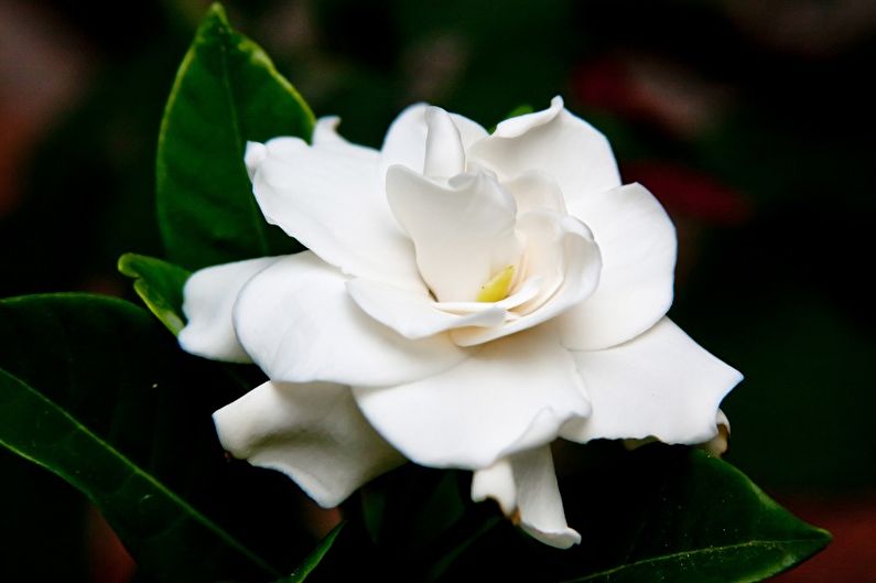 Gardenia - photo