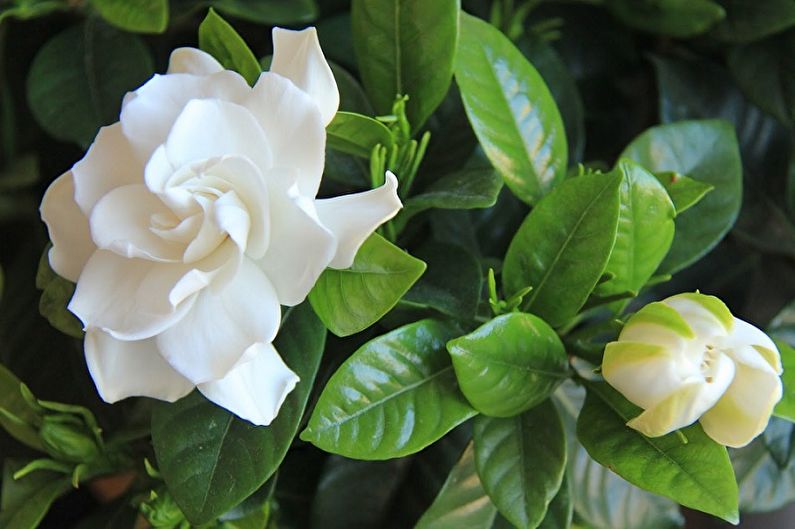 Gardenia - photo