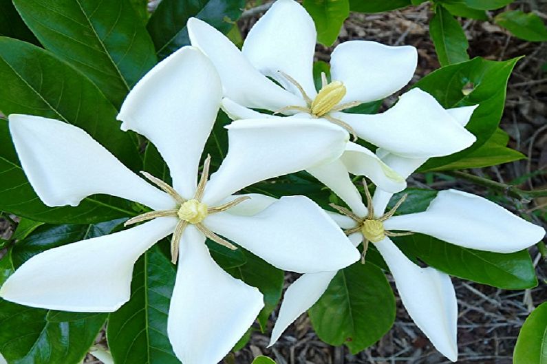 Gardenia - photo