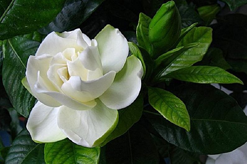 Gardenia - photo