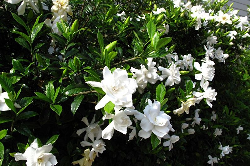 Gardenia - photo