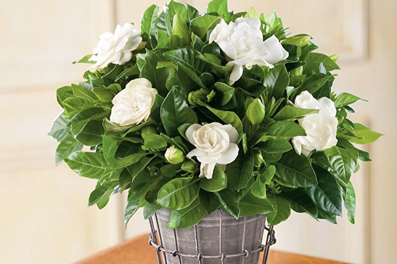 Gardenia - photo
