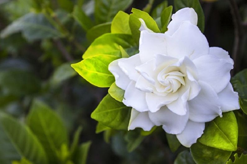 Gardenia - photo