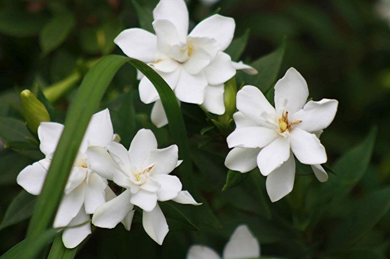 Gardenia - photo