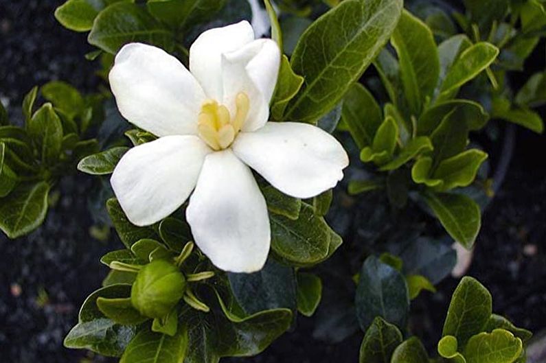 Gardenia - photo