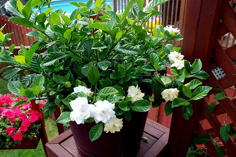 Gardenia - photo