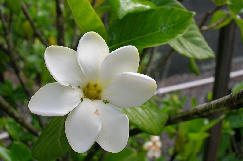 Gardenia - photo
