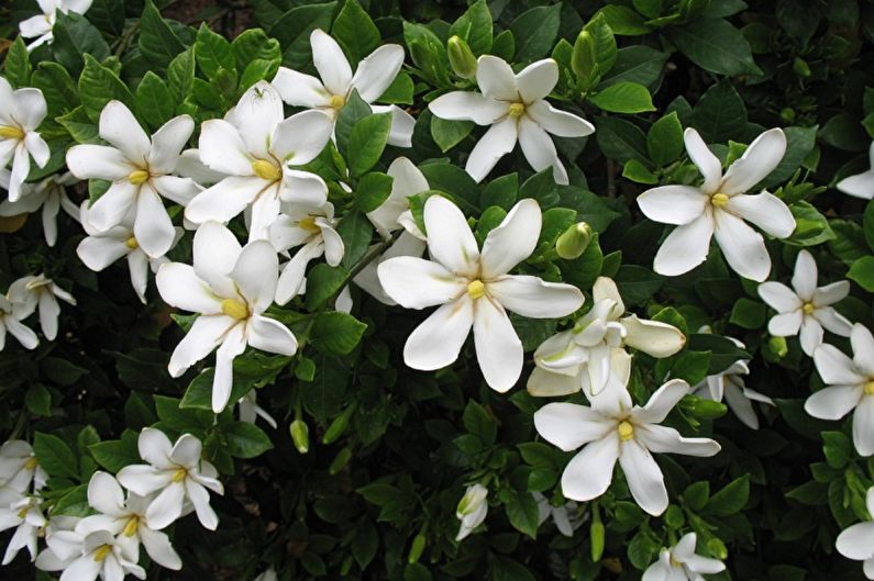 Gardenia - photo