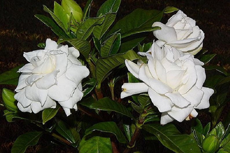 Gardenia - photo