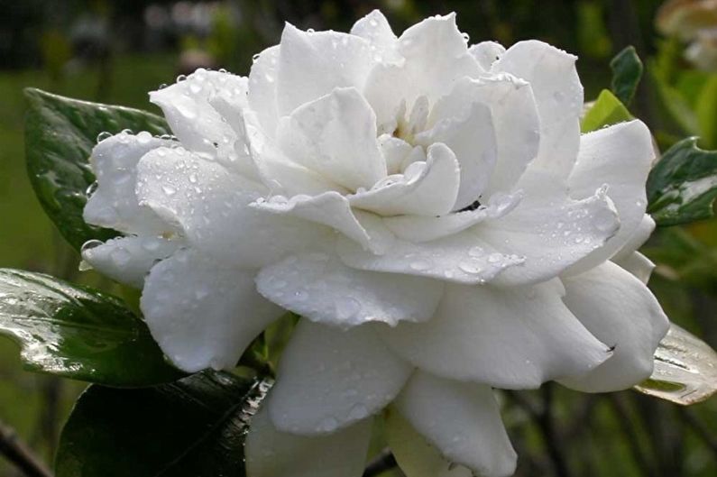 Gardenia - photo