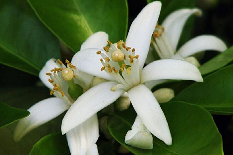 Gardenia - photo