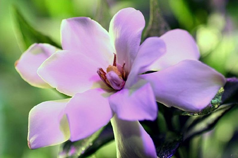 Gardenia - photo