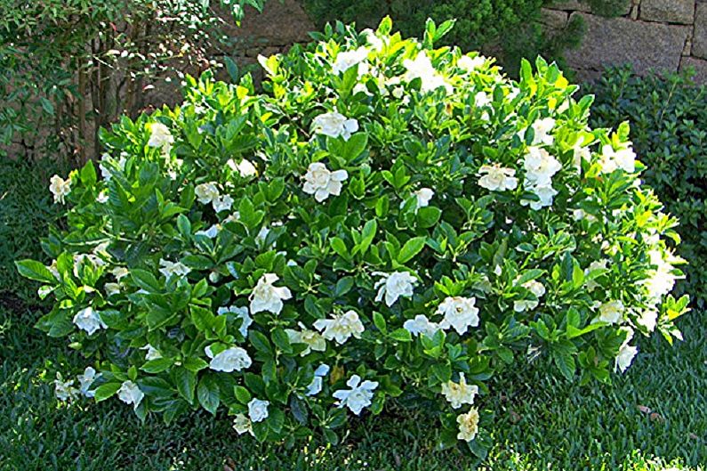 Gardenia - photo