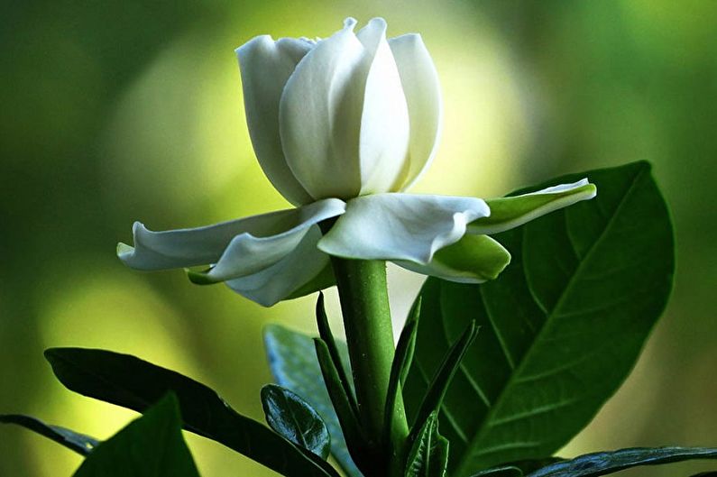 Gardenia - photo