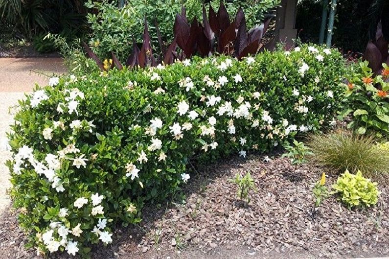 Gardenia - photo