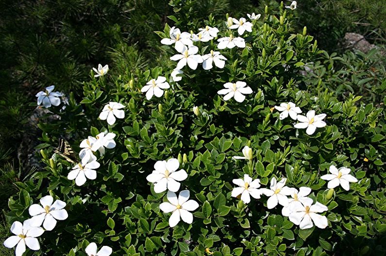 Gardenia - photo