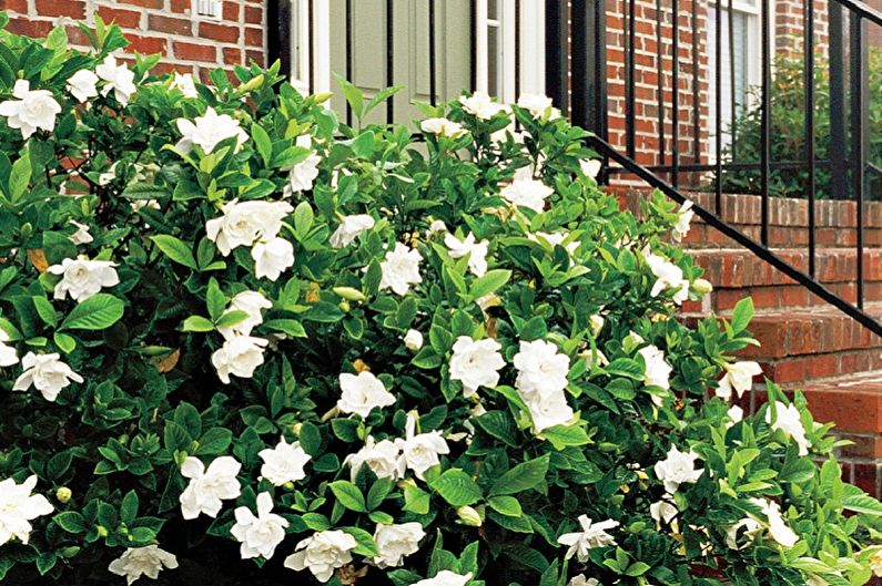 Gardenia - photo