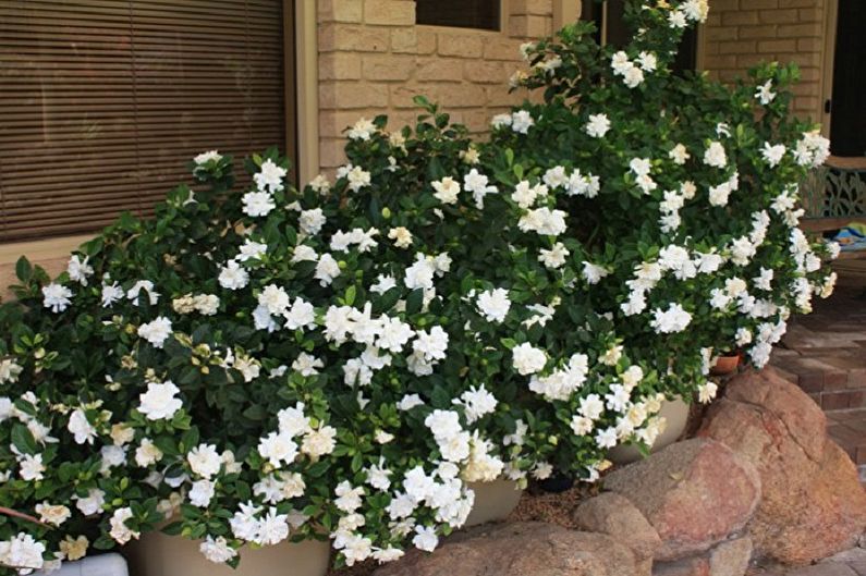 Gardenia - photo
